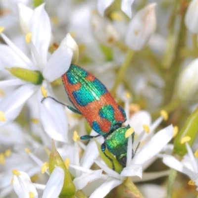 Castiarina hilaris (A jewel beetle) at Namadgi National Park - 30 Jan 2024 by Harrisi