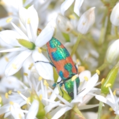 Castiarina hilaris at Namadgi National Park - 30 Jan 2024