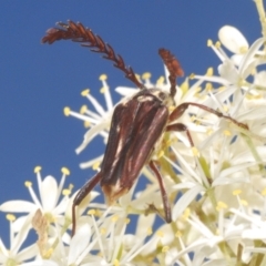 Distichocera fuliginosa (Longhorn or Longicorn beetle) at Namadgi National Park - 30 Jan 2024 by Harrisi
