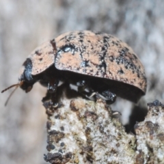 Trachymela sp. (genus) (Brown button beetle) at Theodore, ACT - 24 Jan 2024 by Harrisi