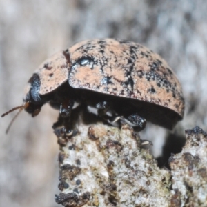 Trachymela sp. (genus) at Tuggeranong Hill - 24 Jan 2024