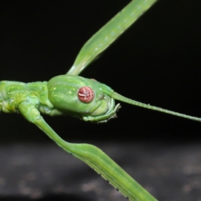 Unidentified Stick insect (Phasmatodea) at Capalaba, QLD - 26 Jan 2024 by TimL