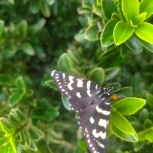 Phalaenoides tristifica at QPRC LGA - suppressed