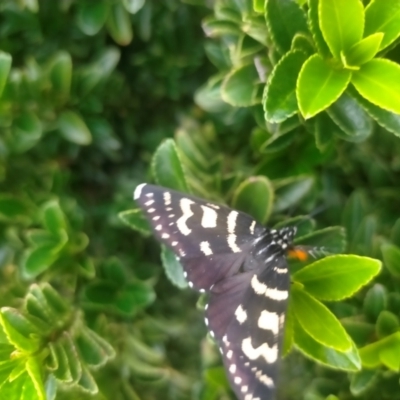 Phalaenoides tristifica (Willow-herb Day-moth) at Wamboin, NSW - 30 Jan 2024 by zoe84