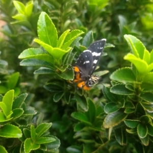 Phalaenoides tristifica at QPRC LGA - 31 Jan 2024