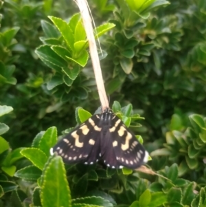 Phalaenoides tristifica at QPRC LGA - 31 Jan 2024