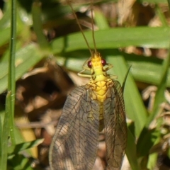 Calochrysa extranea (A green lacewing) at Wingecarribee Local Government Area - 18 Jan 2024 by Curiosity
