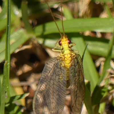 Calochrysa extranea at Wingecarribee Local Government Area - 18 Jan 2024 by Curiosity