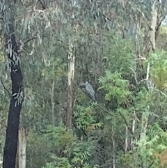 Callocephalon fimbriatum (Gang-gang Cockatoo) at Phillip, ACT - 31 Jan 2024 by shube