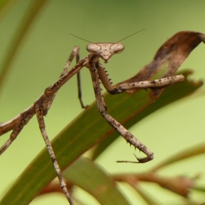 Archimantis sp. (genus) (Large Brown Mantis) at Wingecarribee Local Government Area - 19 Jan 2024 by Curiosity