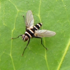 Trigonospila sp. (genus) (A Bristle Fly) at Wingecarribee Local Government Area - 22 Jan 2024 by Curiosity