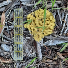 Fuligo septica (Scrambled egg slime) at Spence, ACT - 30 Jan 2024 by Watermilli