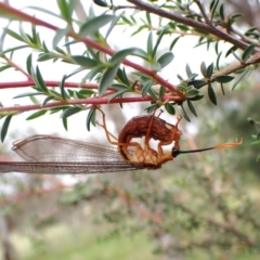 Nymphes myrmeleonoides at Mount Painter - 30 Jan 2024