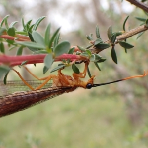 Nymphes myrmeleonoides at Mount Painter - 30 Jan 2024