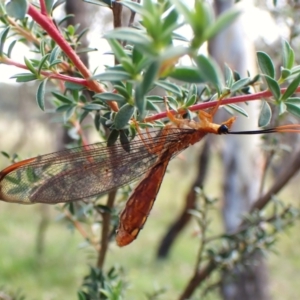 Nymphes myrmeleonoides at Mount Painter - 30 Jan 2024