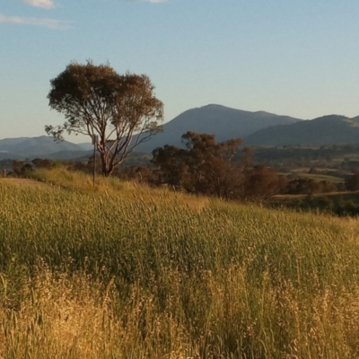 Phalaris aquatica (Phalaris, Australian Canary Grass) at Urambi Hills - 24 Jan 2024 by MichaelBedingfield