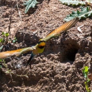 Merops ornatus at Bowning, NSW - suppressed