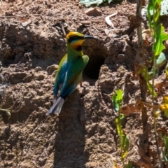 Merops ornatus at Bowning, NSW - suppressed