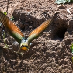 Merops ornatus at Bowning, NSW - suppressed