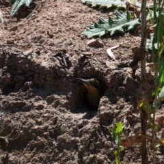 Merops ornatus at Bowning, NSW - suppressed