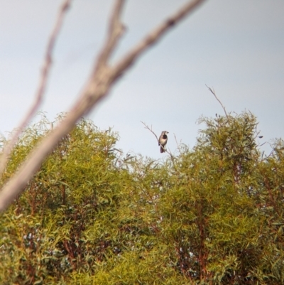 Oreoica gutturalis (Crested Bellbird) at Ouyen, VIC - 25 Jan 2024 by Darcy