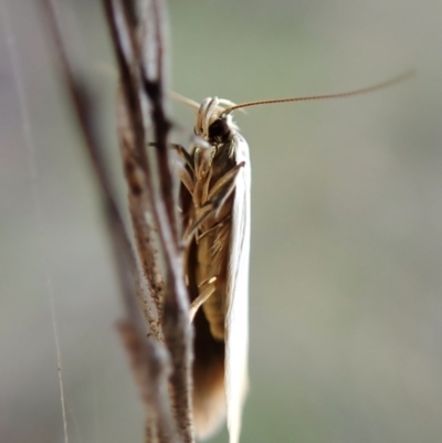 Unidentified Concealer moth (Oecophoridae) at Mount Painter - 30 Jan 2024 by CathB