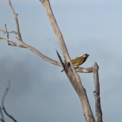 Nesoptilotis leucotis (White-eared Honeyeater) at Ouyen, VIC - 26 Jan 2024 by Darcy