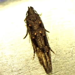 Bondia nigella (A Fruitworm moth (Family Carposinidae)) at Cook, ACT - 29 Jan 2024 by CathB