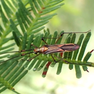 Rayieria acaciae (Acacia-spotting bug) at Mount Painter - 29 Jan 2024 by CathB
