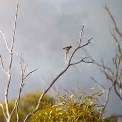 Pardalotus punctatus (Spotted Pardalote) at Ouyen, VIC - 25 Jan 2024 by Darcy