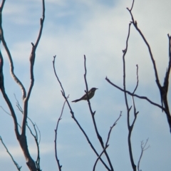 Acanthagenys rufogularis (Spiny-cheeked Honeyeater) at Ouyen, VIC - 25 Jan 2024 by Darcy