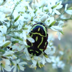 Eupoecila australasiae at Mount Painter - 12 Jan 2024