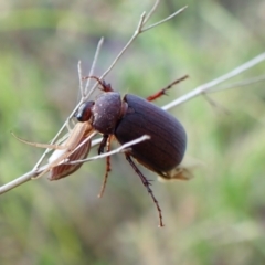 Sericesthis nigrolineata (Dusky pasture scarab) at Mount Painter - 12 Jan 2024 by CathB