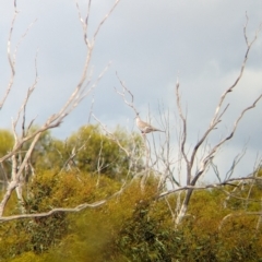 Ocyphaps lophotes (Crested Pigeon) at Ouyen, VIC - 26 Jan 2024 by Darcy