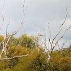 Ocyphaps lophotes (Crested Pigeon) at Ouyen, VIC - 25 Jan 2024 by Darcy