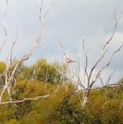Ocyphaps lophotes (Crested Pigeon) at Ouyen, VIC - 26 Jan 2024 by Darcy