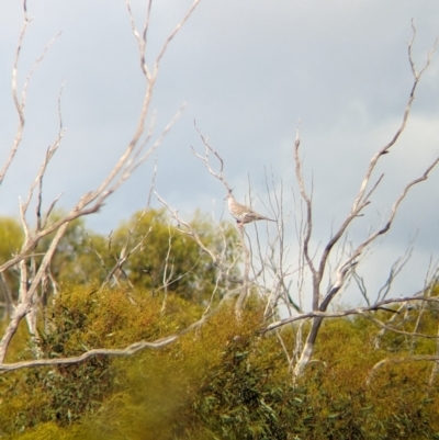 Ocyphaps lophotes (Crested Pigeon) at Ouyen, VIC - 25 Jan 2024 by Darcy