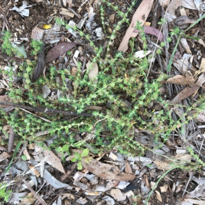 Paronychia brasiliana (Brazilian Whitlow) at Garran, ACT - 31 Jan 2024 by ruthkerruish