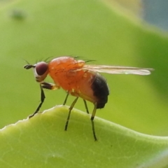 Rhagadolyra magnicornis (Lauxaniid fly) at Lions Youth Haven - Westwood Farm A.C.T. - 30 Jan 2024 by HelenCross