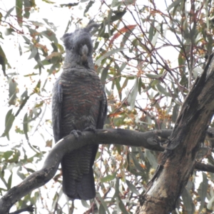 Callocephalon fimbriatum at Lions Youth Haven - Westwood Farm A.C.T. - 31 Jan 2024