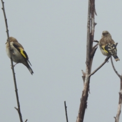 Carduelis carduelis (European Goldfinch) at Lions Youth Haven - Westwood Farm A.C.T. - 30 Jan 2024 by HelenCross
