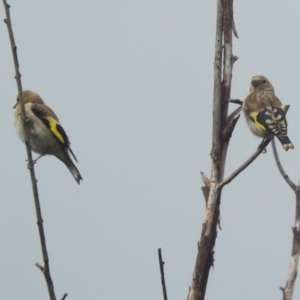 Carduelis carduelis at Lions Youth Haven - Westwood Farm A.C.T. - 31 Jan 2024 09:37 AM