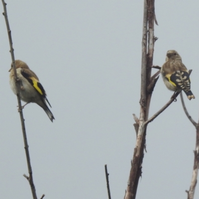 Carduelis carduelis (European Goldfinch) at Lions Youth Haven - Westwood Farm A.C.T. - 30 Jan 2024 by HelenCross