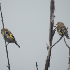 Carduelis carduelis at Lions Youth Haven - Westwood Farm A.C.T. - 31 Jan 2024 09:37 AM