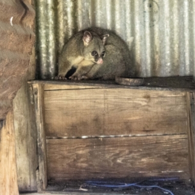 Trichosurus vulpecula (Common Brushtail Possum) at Mount Clear, ACT - 24 Jan 2024 by SWishart