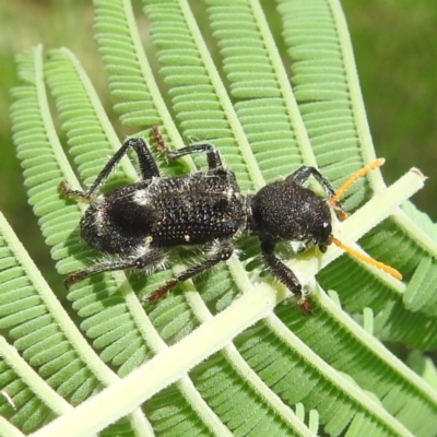 Trogodendron fasciculatum (Yellow-horned Clerid) at Lions Youth Haven - Westwood Farm A.C.T. - 31 Jan 2024 by HelenCross