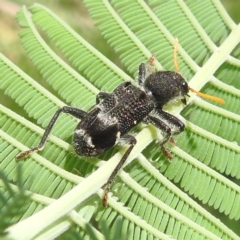 Trogodendron fasciculatum at Lions Youth Haven - Westwood Farm A.C.T. - 31 Jan 2024