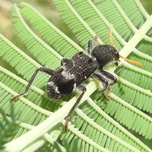 Trogodendron fasciculatum at Lions Youth Haven - Westwood Farm A.C.T. - 31 Jan 2024 02:10 PM