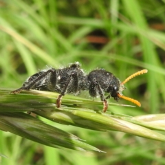 Trogodendron fasciculatum at Lions Youth Haven - Westwood Farm A.C.T. - 31 Jan 2024