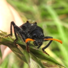 Trogodendron fasciculatum at Lions Youth Haven - Westwood Farm A.C.T. - 31 Jan 2024 02:10 PM